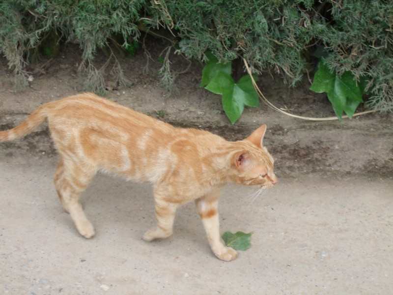 Anadalusien 2009 - 0979 